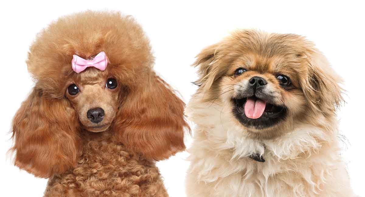 pekingese cross poodle