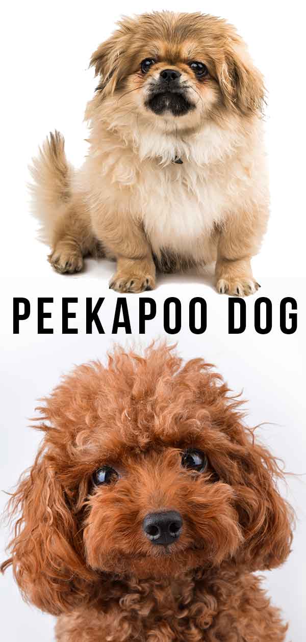 what pekeapoo is right for me