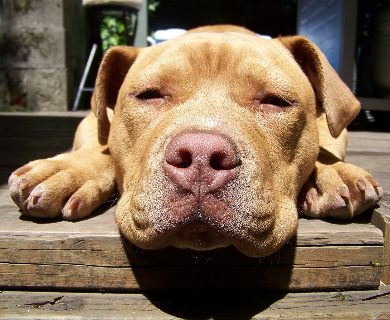 red nose pitbull stuffed animal