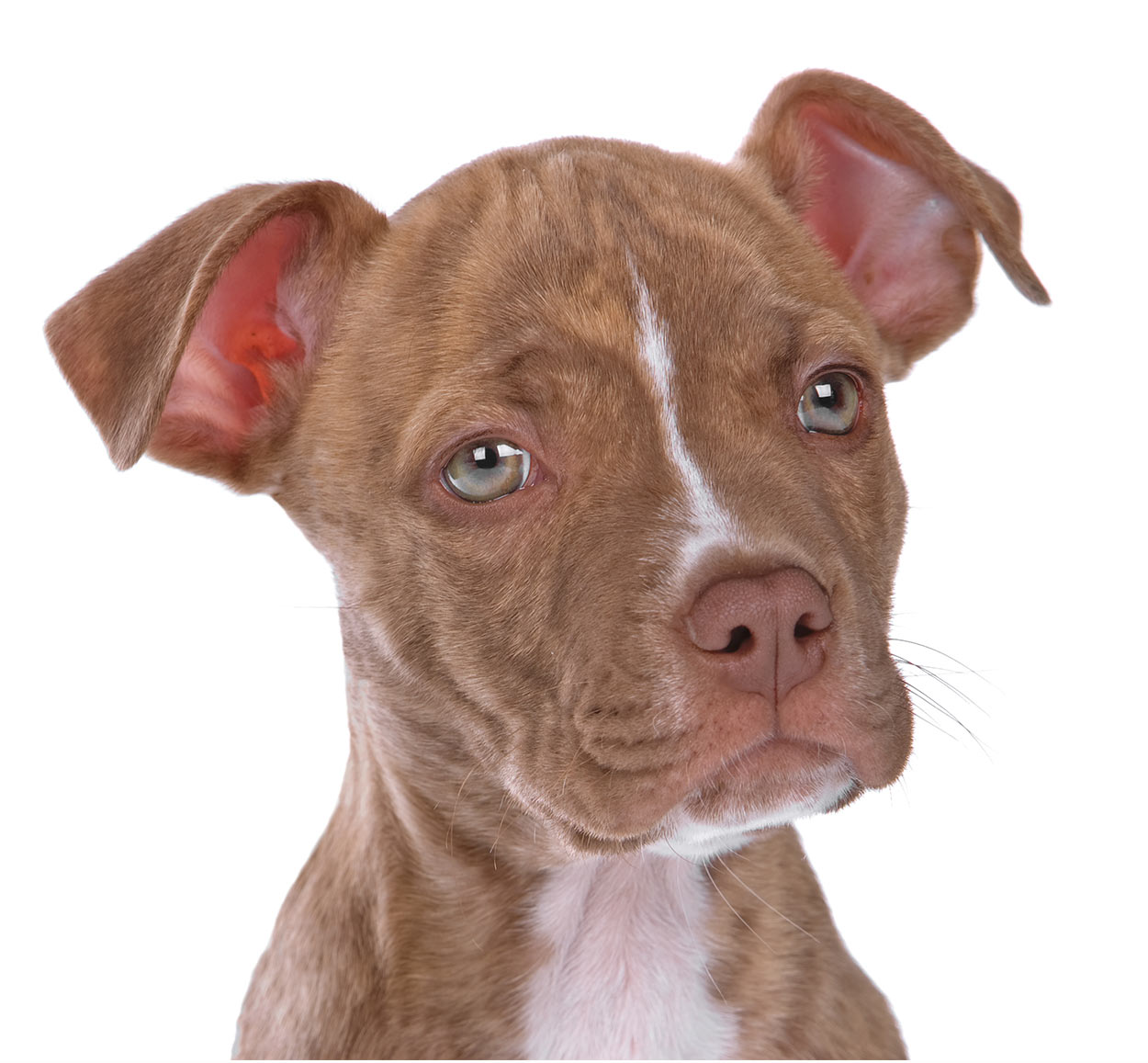 Red nose pitbull sales personality