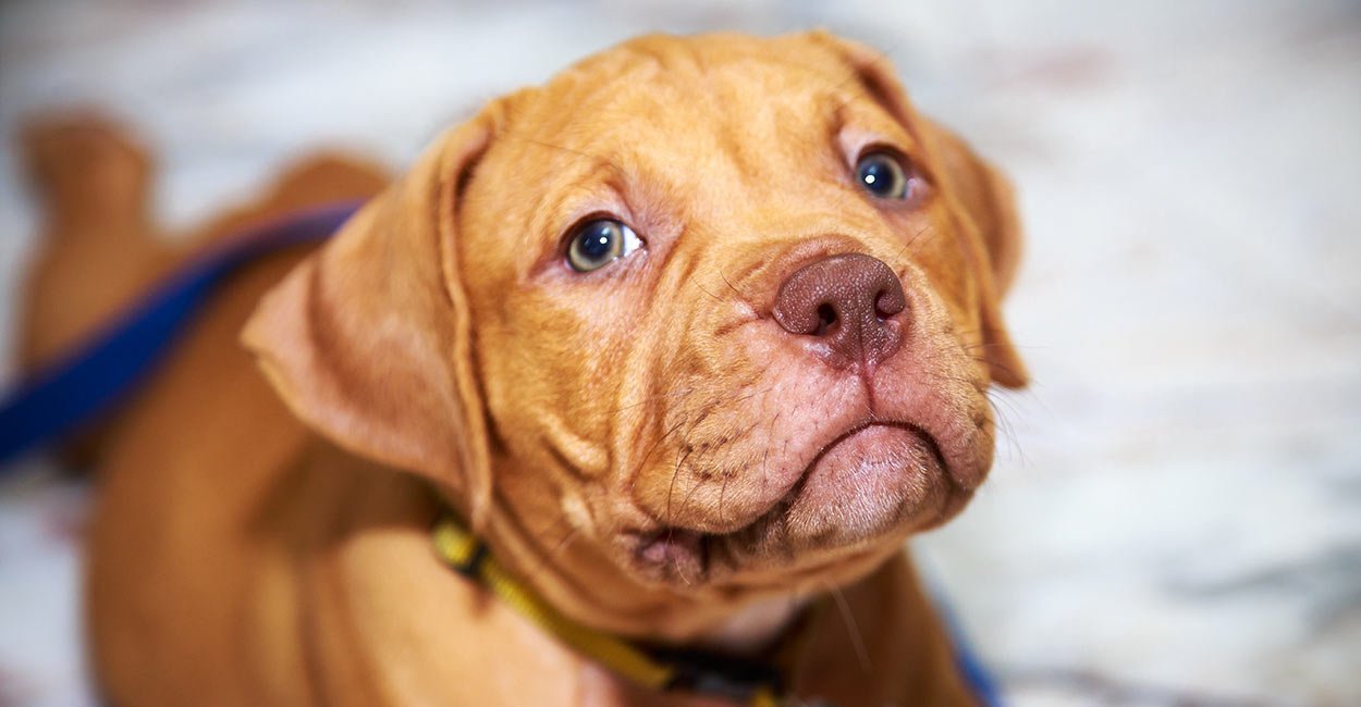 pitbull dog blue nose black and white puppies