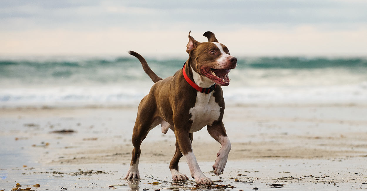 red nose pitbull