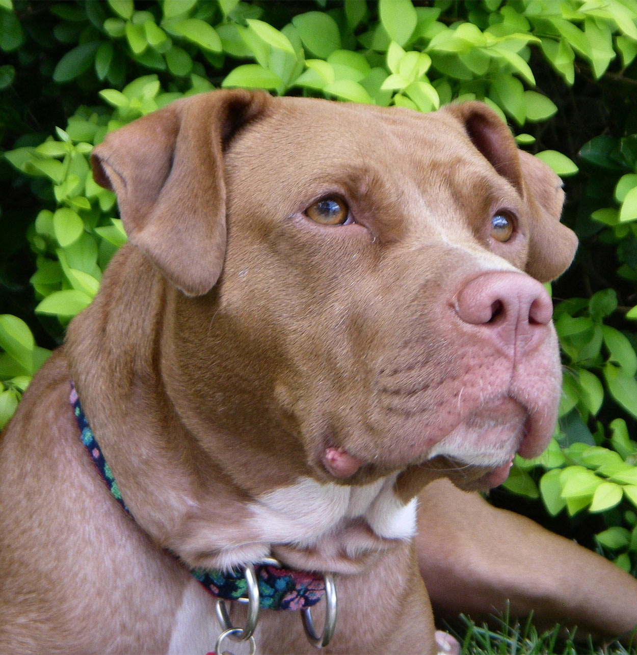 red nose pitbull