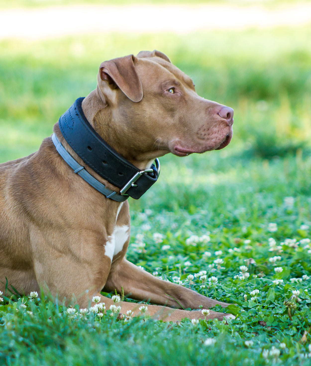 blue red nose pitbull