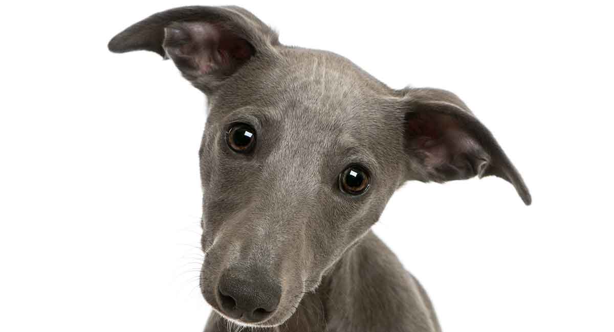 9 Whippet Mixes Whippet Cross Dogs And Why We Love Them