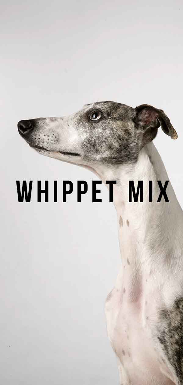 whippet mixes