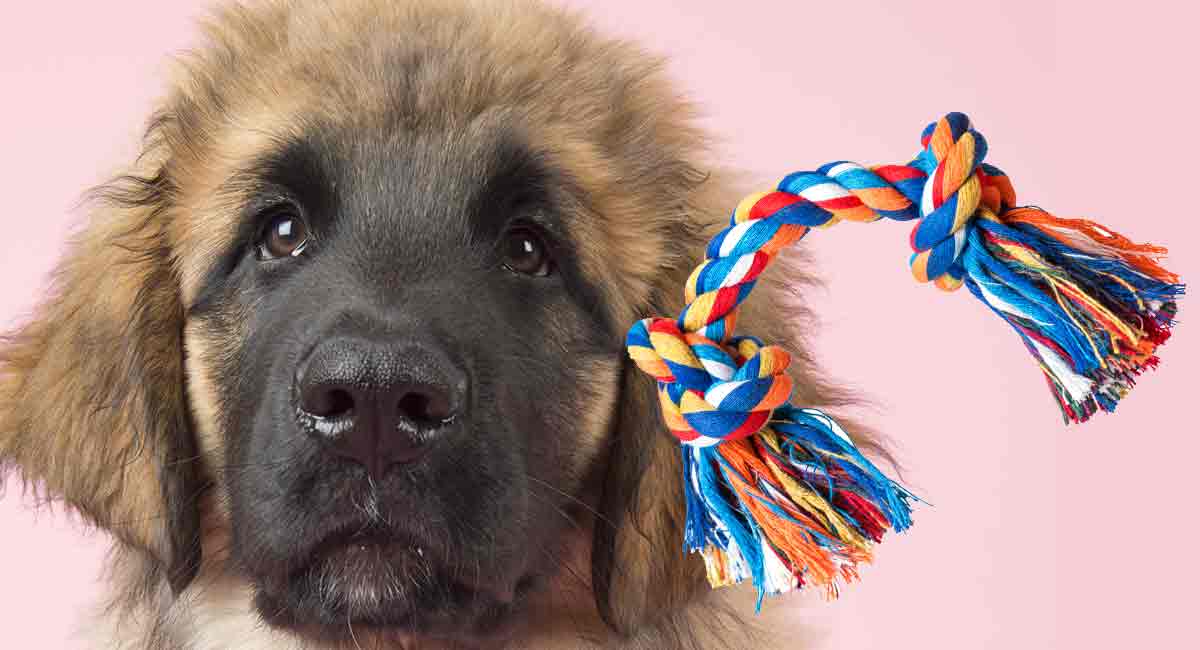 Best Toys For Leonberger Puppies