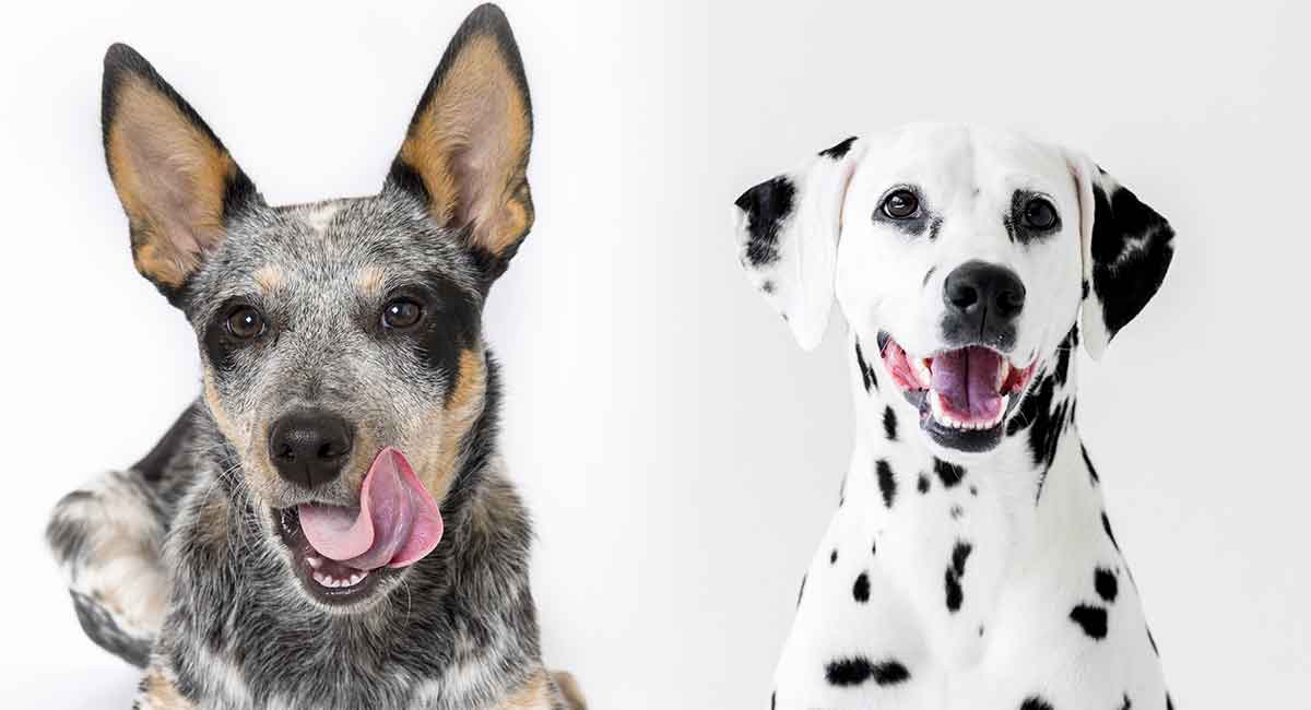 blue heeler floppy ears