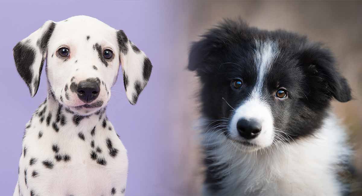 border collie dalmatian husky mix