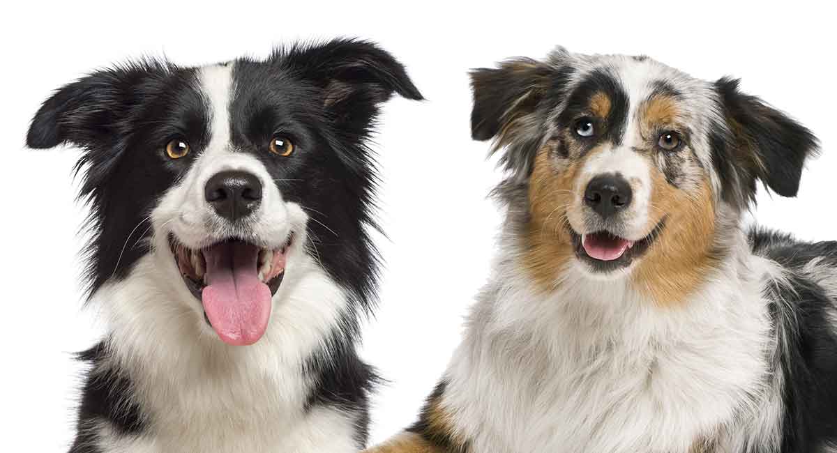 are australian shepherds and border collies related