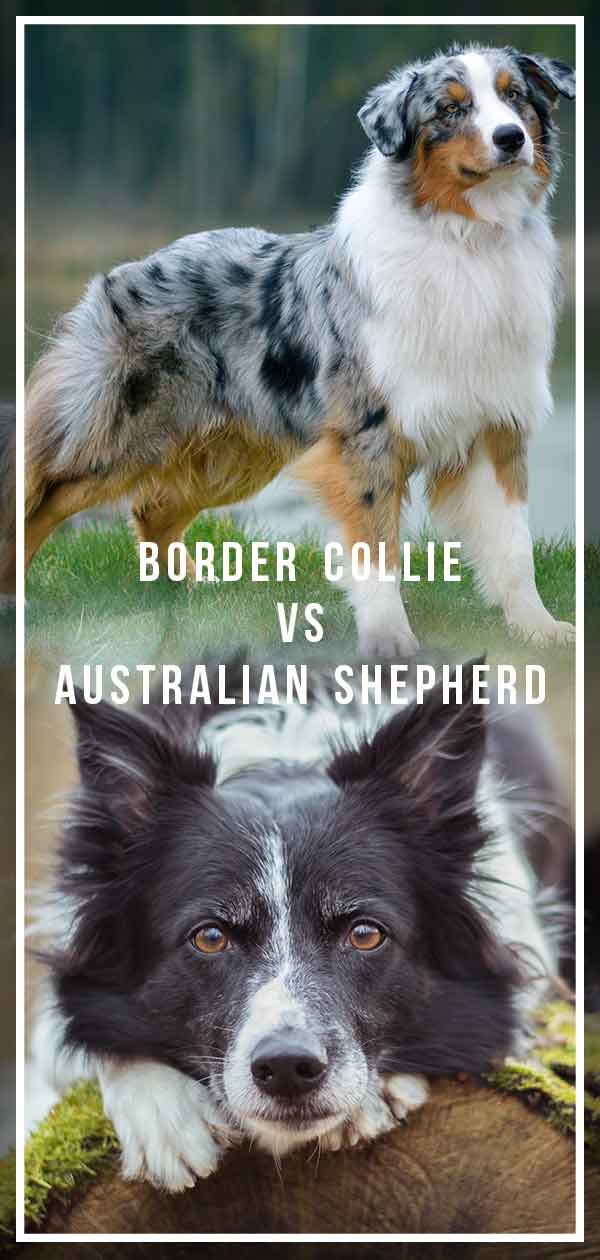 Border Collie Vs Australian Shepherd