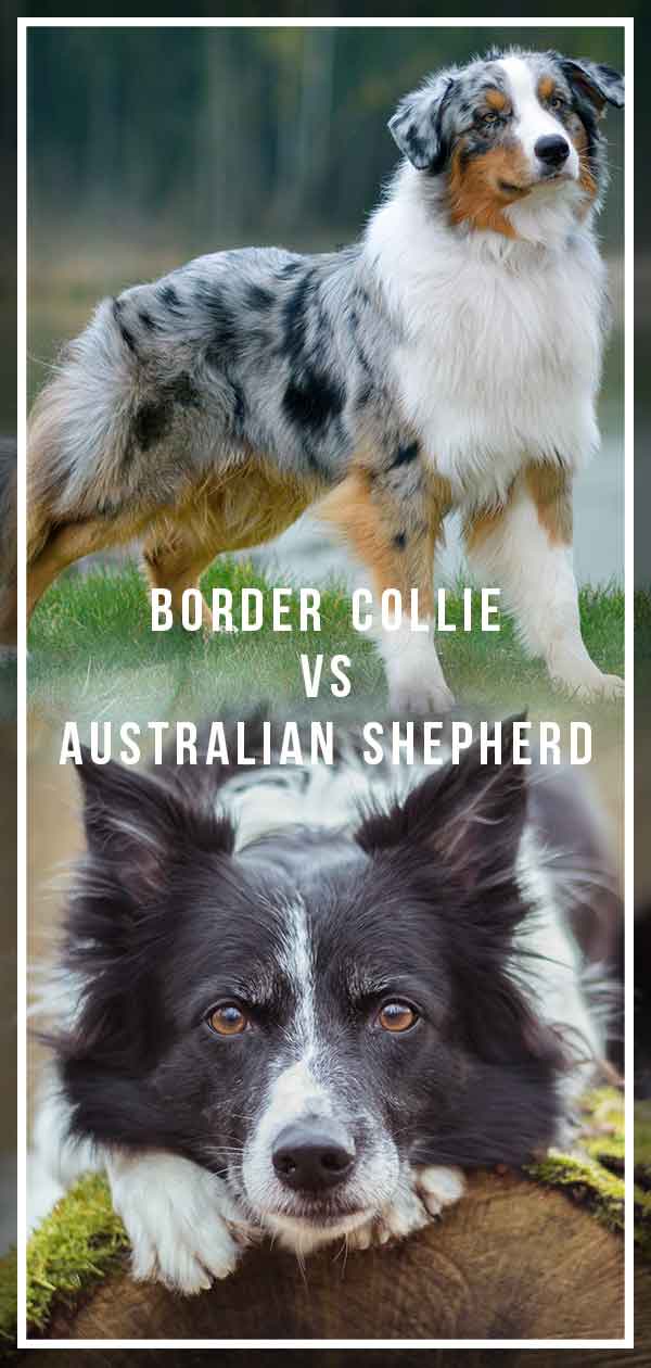 whats the difference between a border collie and australian shepherd