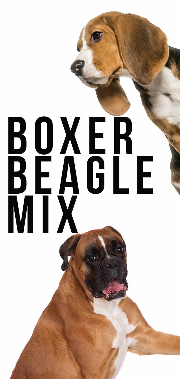 boxer beagle mix