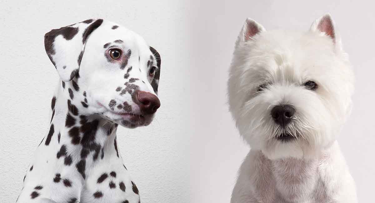 Dalmatian Terrier Mix