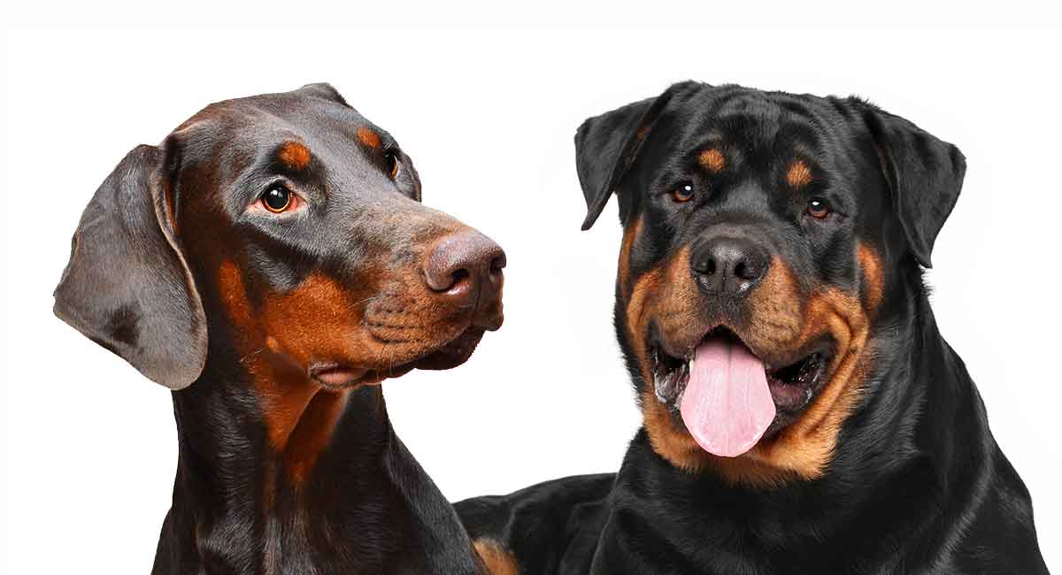 doberman vs rottweiler fight