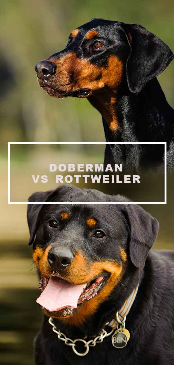 doberman vs rottweiler attack