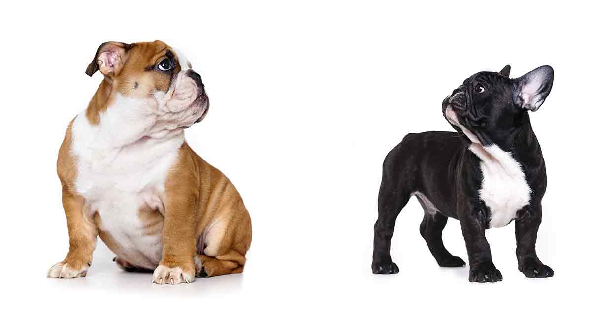 Adorable Different English Bulldog Breeds