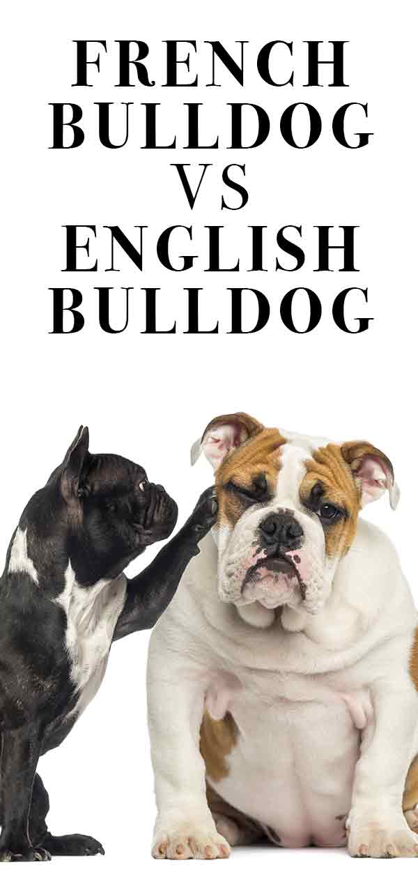 should i buy a english bulldog or french bulldog