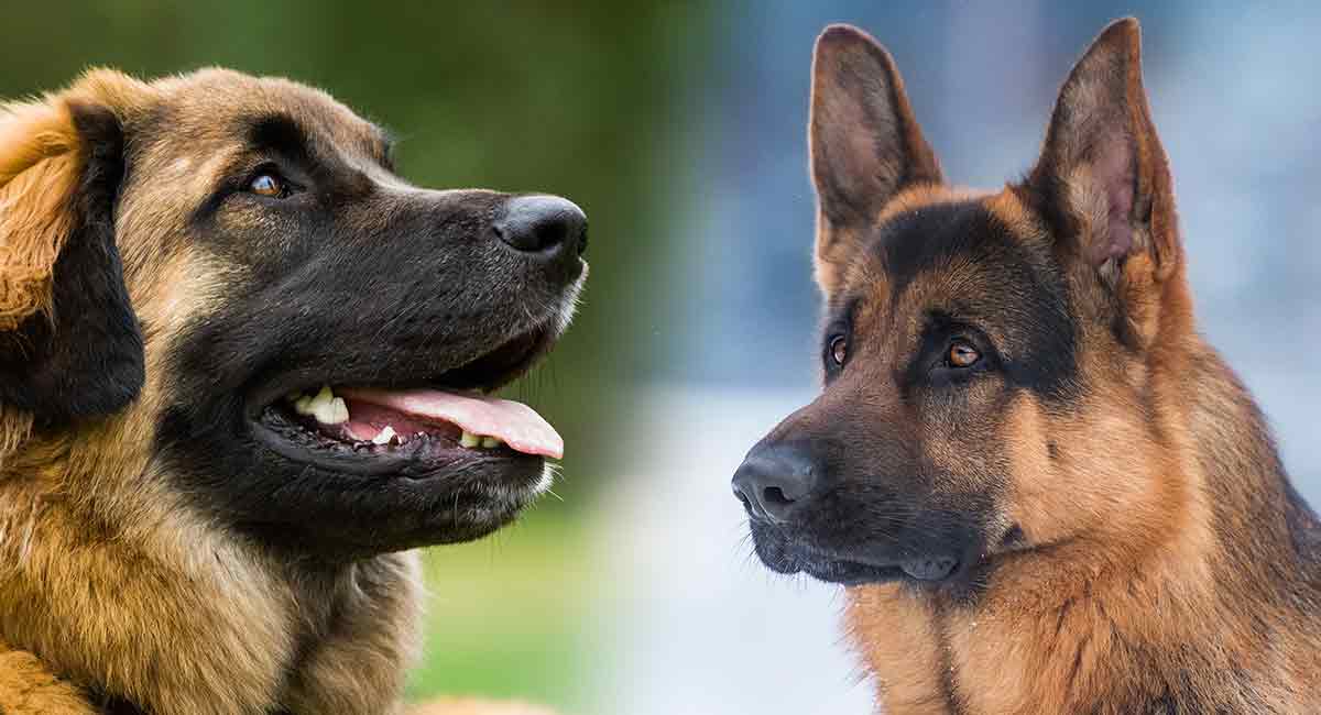 large german dog leonberger