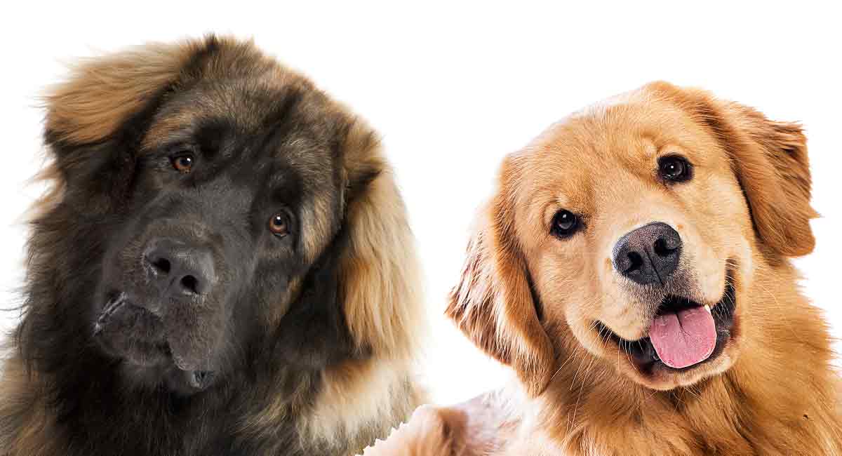 are leonbergers good family dogs