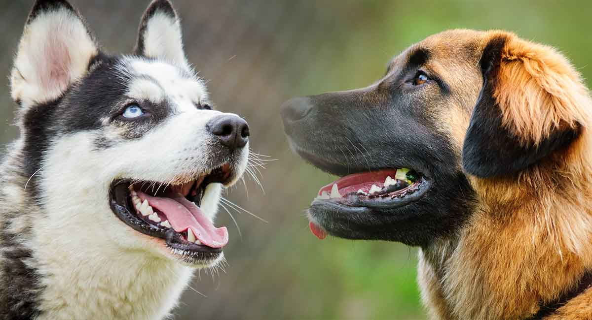 Leonberger Shepherd Mix - Family Or Guard Dog?