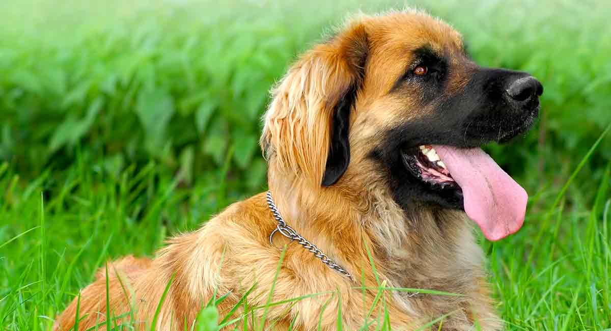 best ways to exercise your leonberger