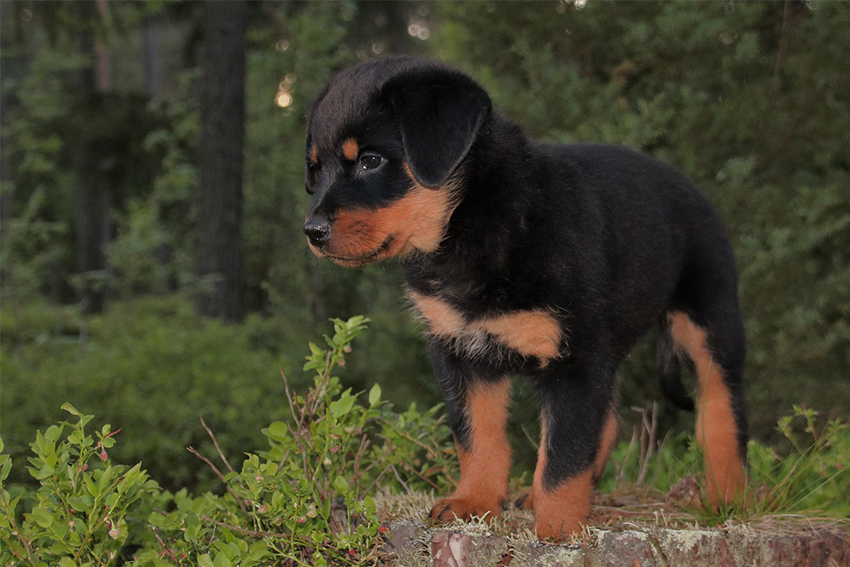 which breed is bigger rottweiler out labrador