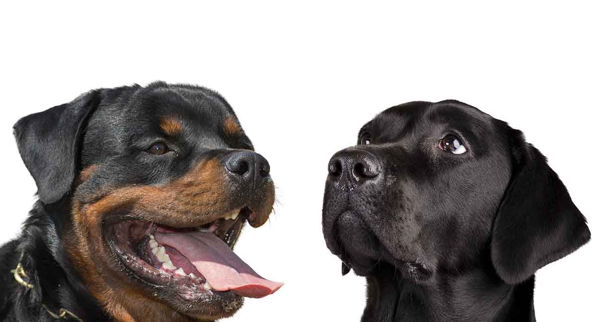 Rottweiler Vs Labrador Which Dog Is Right For Your Family