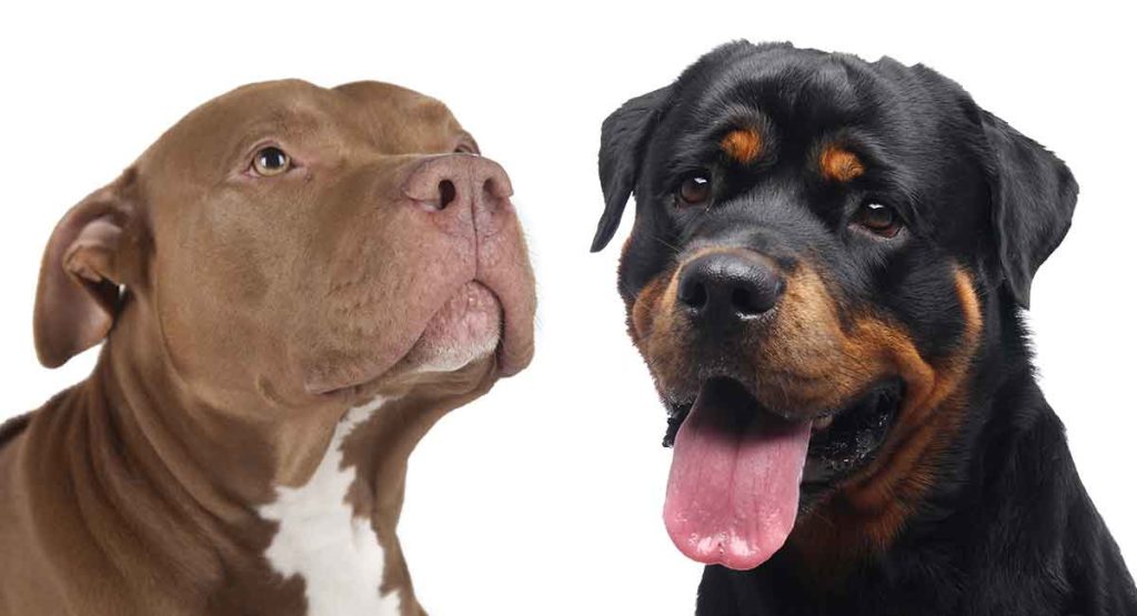 which dog is better rottweiler or pitbull