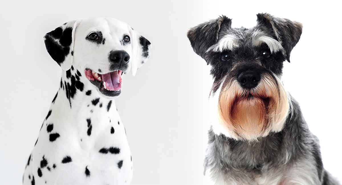 Schnauzer Dalmatian Mix What Will This Crossbreed Be Like