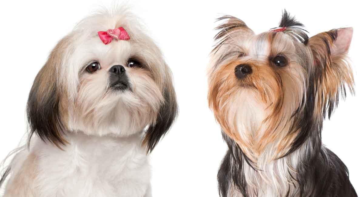 Yorkie shih best sale tzu life span