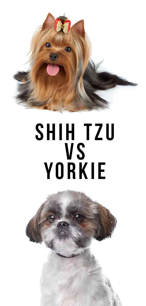 shih tzu vs yorkie