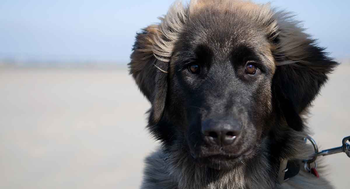 Learn about the Leonberger!