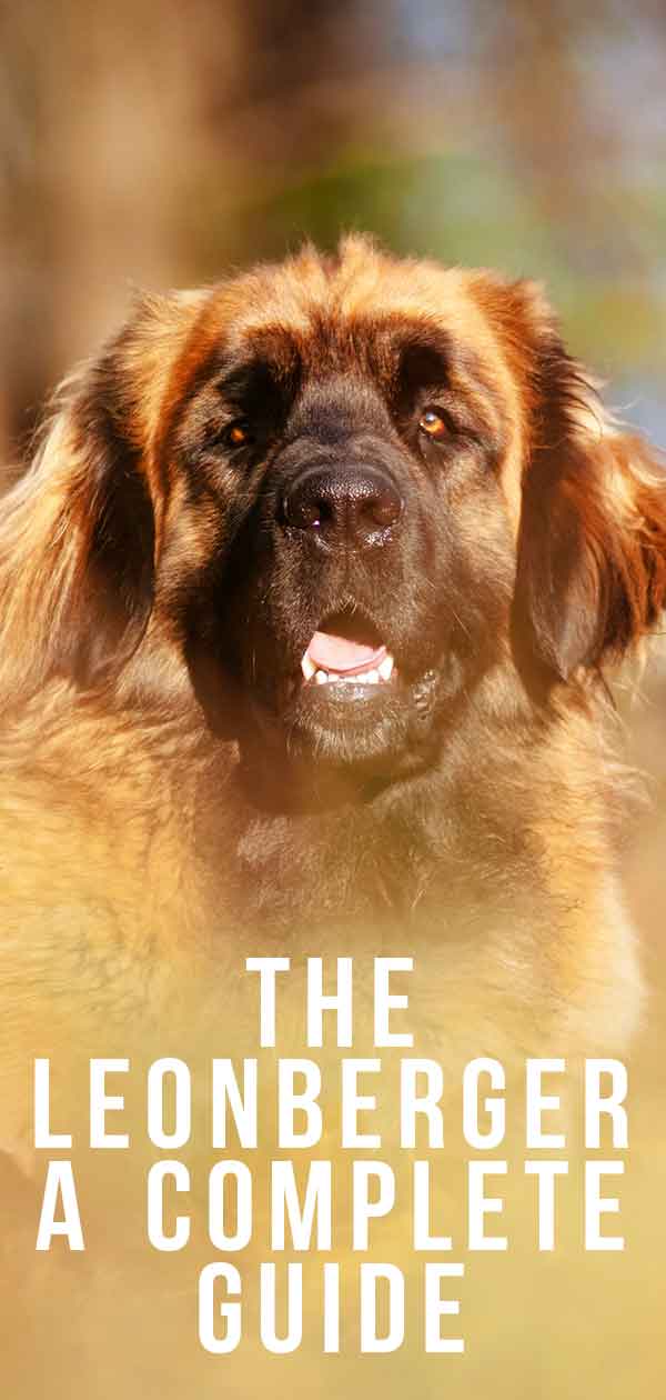 The Leonberger large dog breed