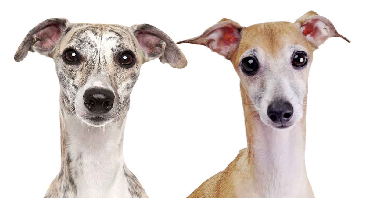 Whippet Vs Italian Greyhound – Which Speedy Breed Is Right For You?