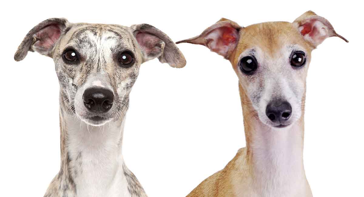 are italian greyhounds good lap dogs