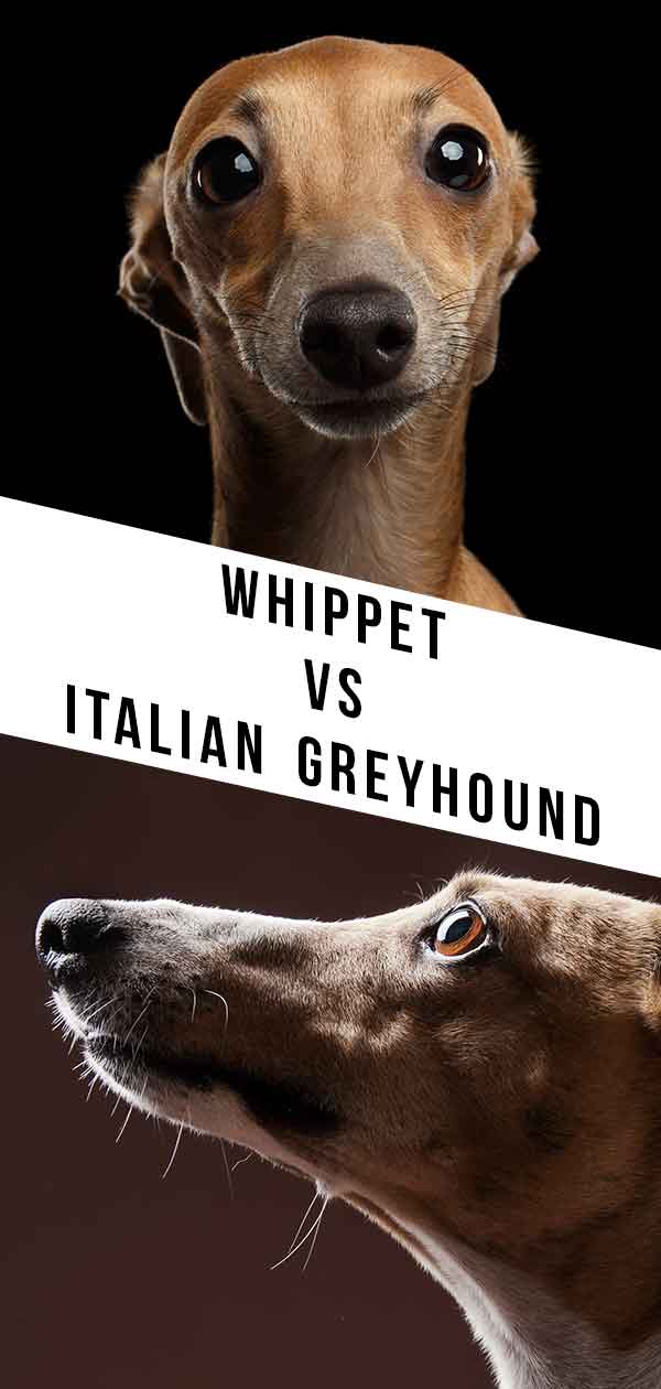 italian whippet dog