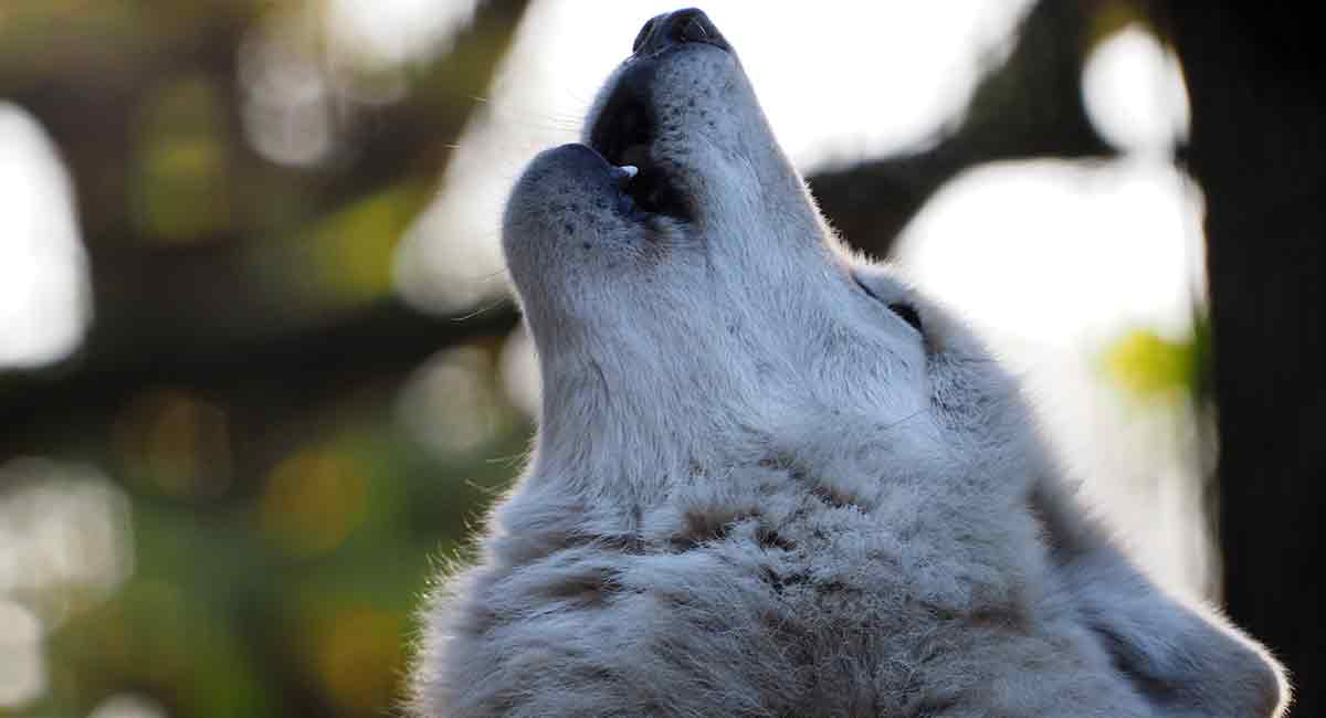 Native American Names Male Wolf