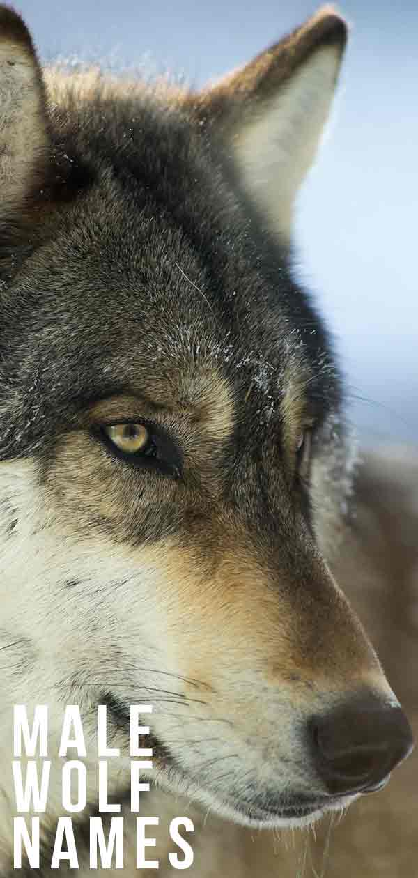 Male Wolf Names – Which Is Best for Your New Pup?