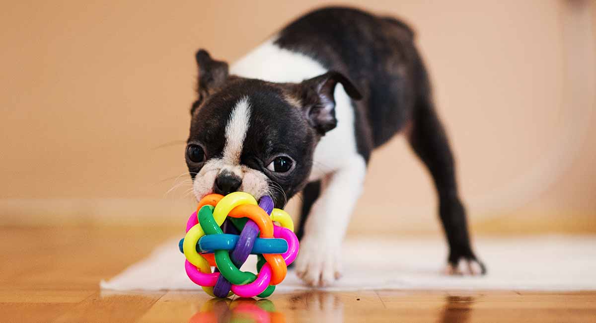 tiny boston terrier