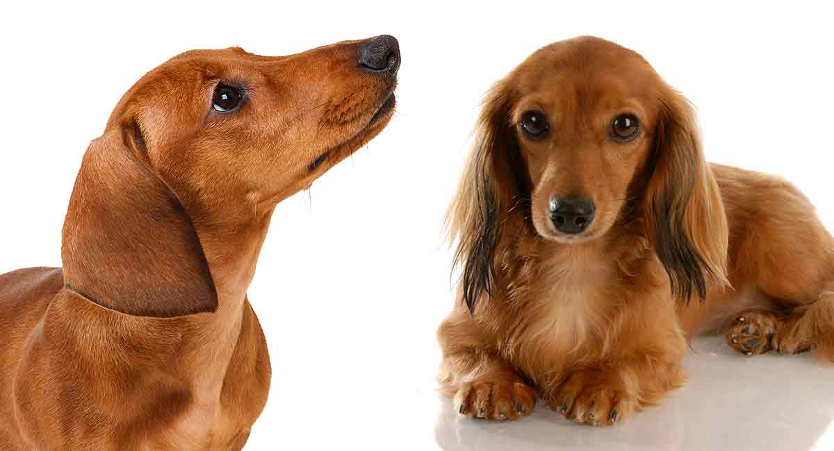 how long do mini dachshunds get