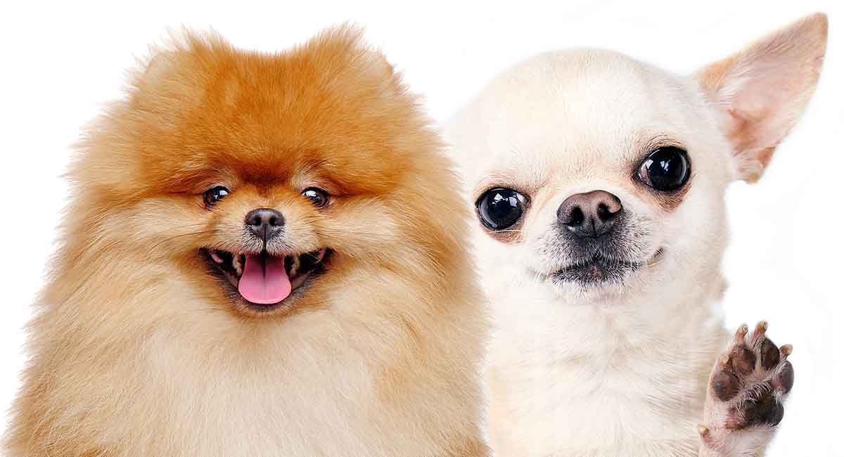 Are Pomeranians Related to Chihuahuas 