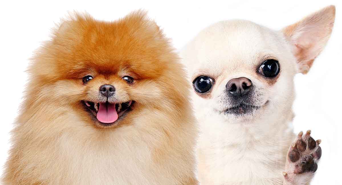 Pomeranian vs Chihuahua – Which Tiny Dog Is Right for You?