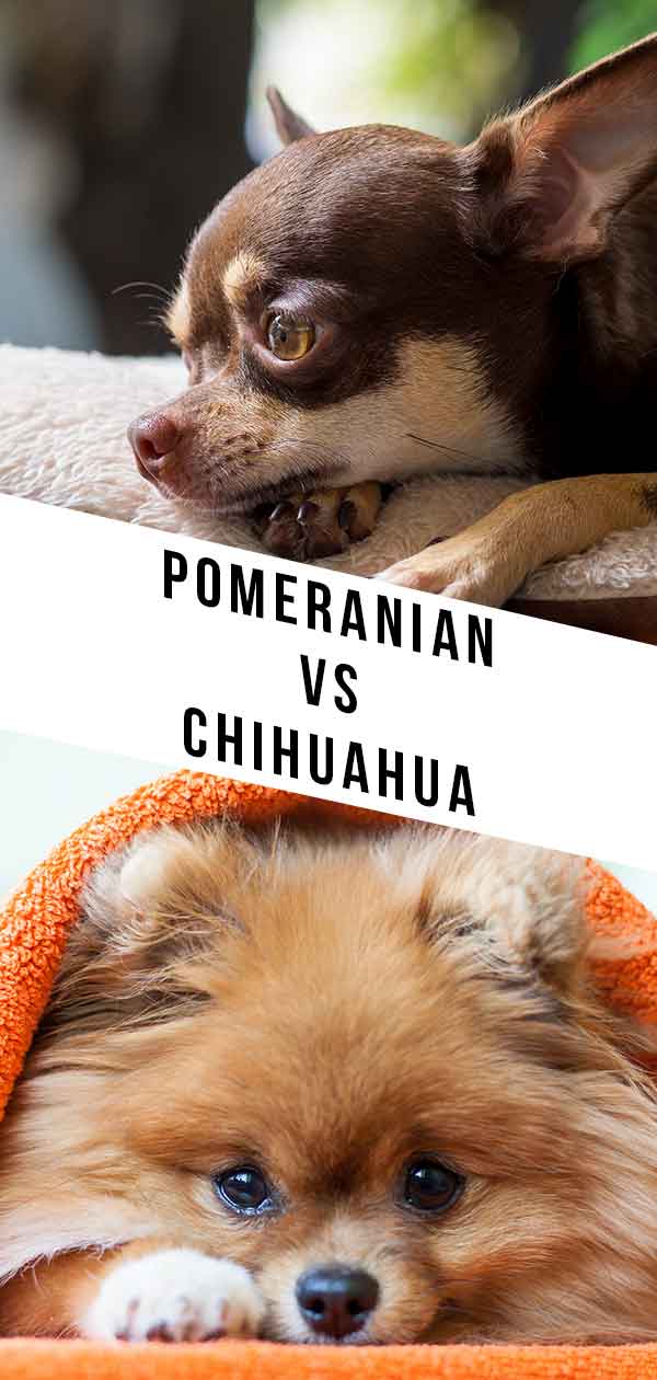 Pomeranian Vs Chihuahua Which Tiny Dog Is Right For You