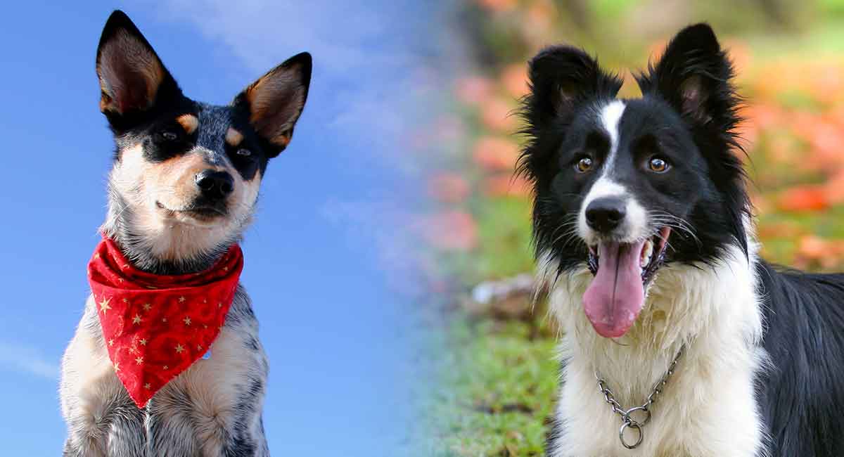 Blue Heeler Border Collie Mix A Loyal And Energetic Companion