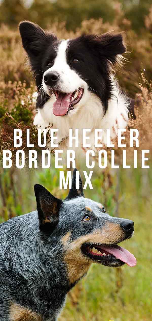 are border collie blue heelers good with kids