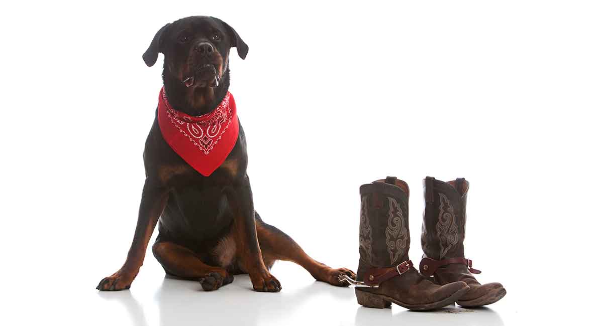 Cowboy Dog Names Fun Wild West Inspired Names For Your New Puppy