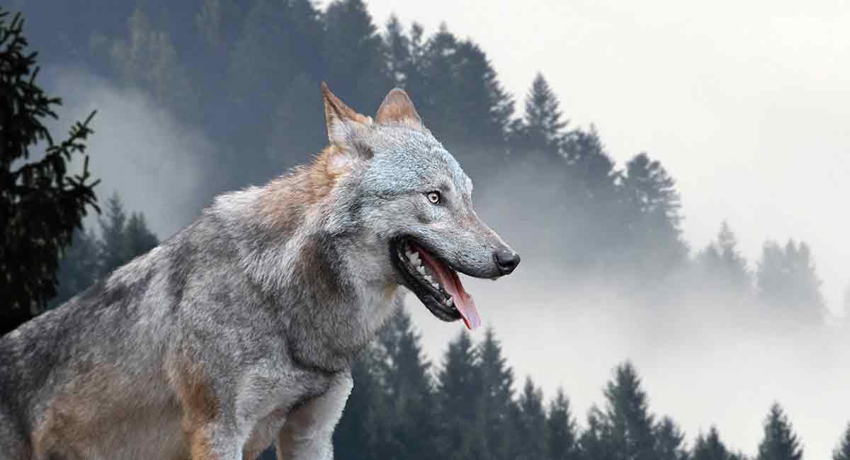 Female Wolf Names