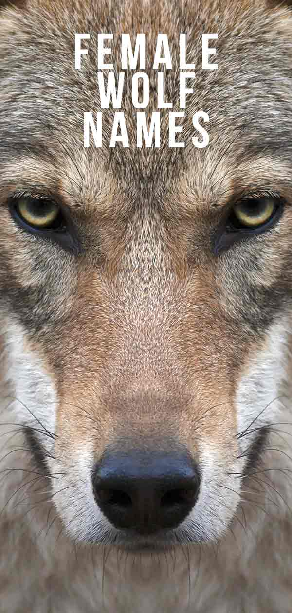 Female Wolf Names The Ultimate List for a Strong and Beautiful Canine