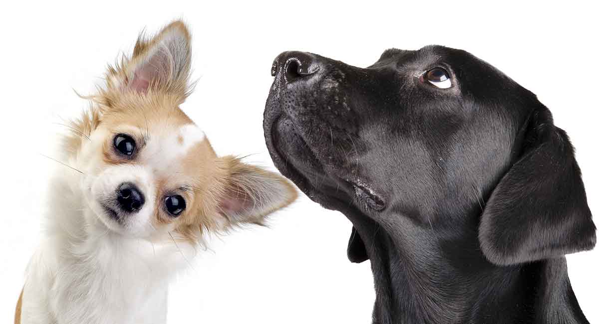 chihuahua and lab mix puppies